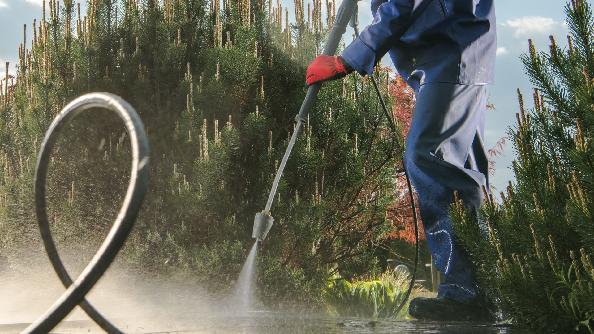 Person in blue coat spraying water near pine trees with garden hose